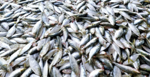 দুর্লভ হয়ে পড়ছে পদ্মার ইলিশ