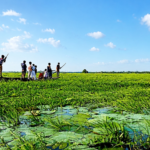 ফুলের অভাব চলনবিলে