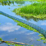 মড়ণফাঁসে মাছের ভান্ডার