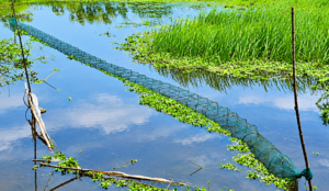 মড়ণফাঁসে মাছের ভান্ডার